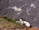 FULMARS